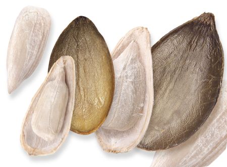 Grains and kernels image banner